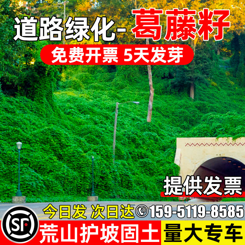 葛藤种子边坡绿化藤本植物多年生