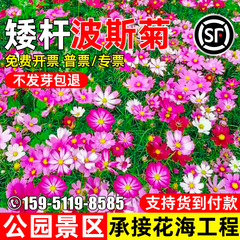 波斯菊花种子格桑花公园景区花海