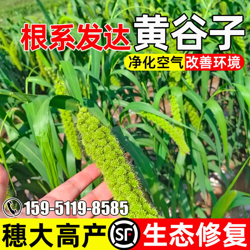 黄谷子穗大高产生态修复土壤改善