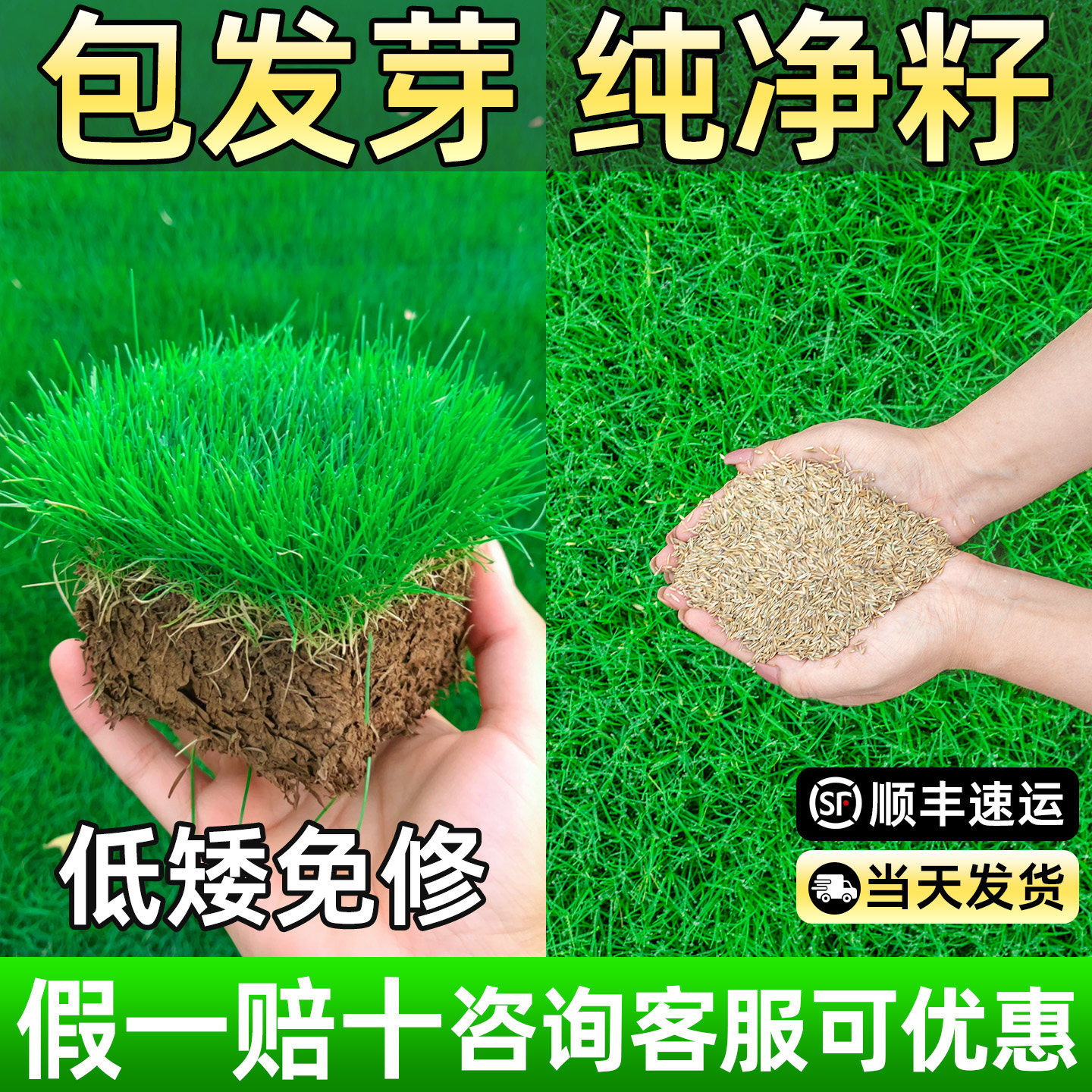 草坪草籽四季常青庭院矮生护坡草