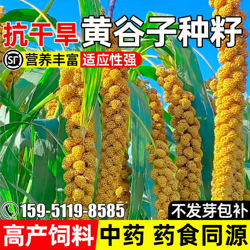 黄谷子四季高产药食两用畜牧养殖