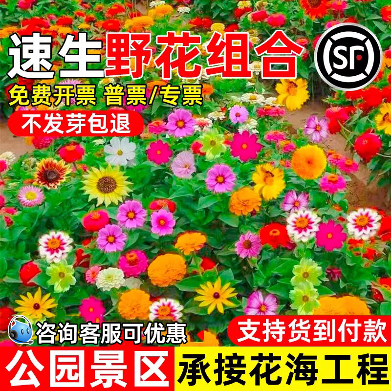 野花组合花种籽速生公园景区室外