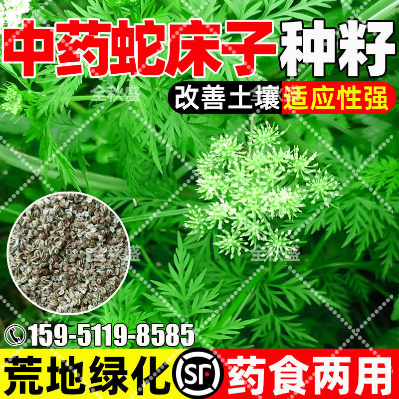 中药蛇床子药用食用荒地绿化茴香