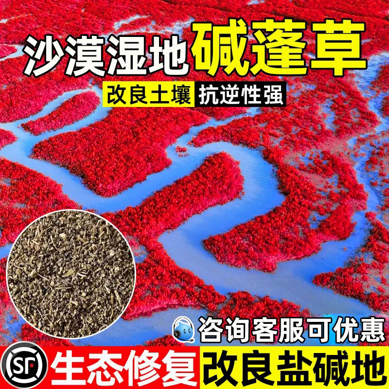 碱蓬草红色翅碱蓬卤蓬耐旱耐盐碱