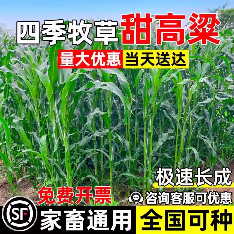 甜高梁饲用牧草四季高产畜牧养殖