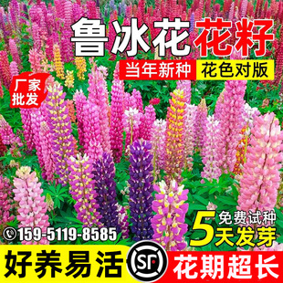 鲁冰花花种子四季播种羽扇豆花籽庭院别墅耐寒耐旱野花组合花种籽