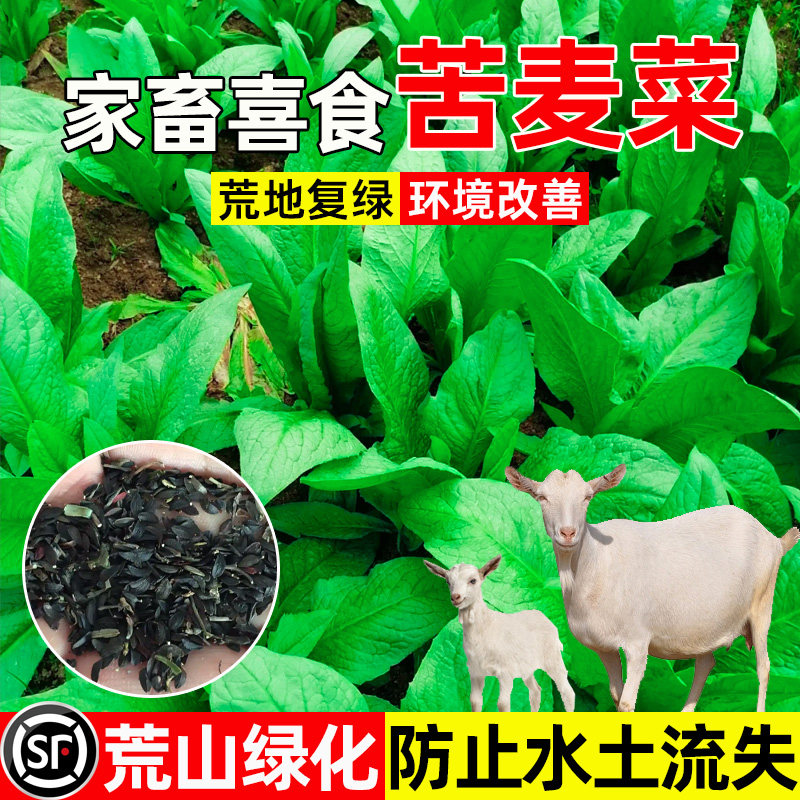 苦麦菜四季高产畜牧养殖牧草种子