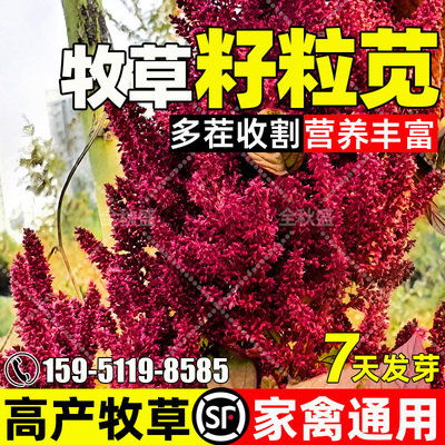 籽粒苋牧草种籽四季高产畜牧养殖