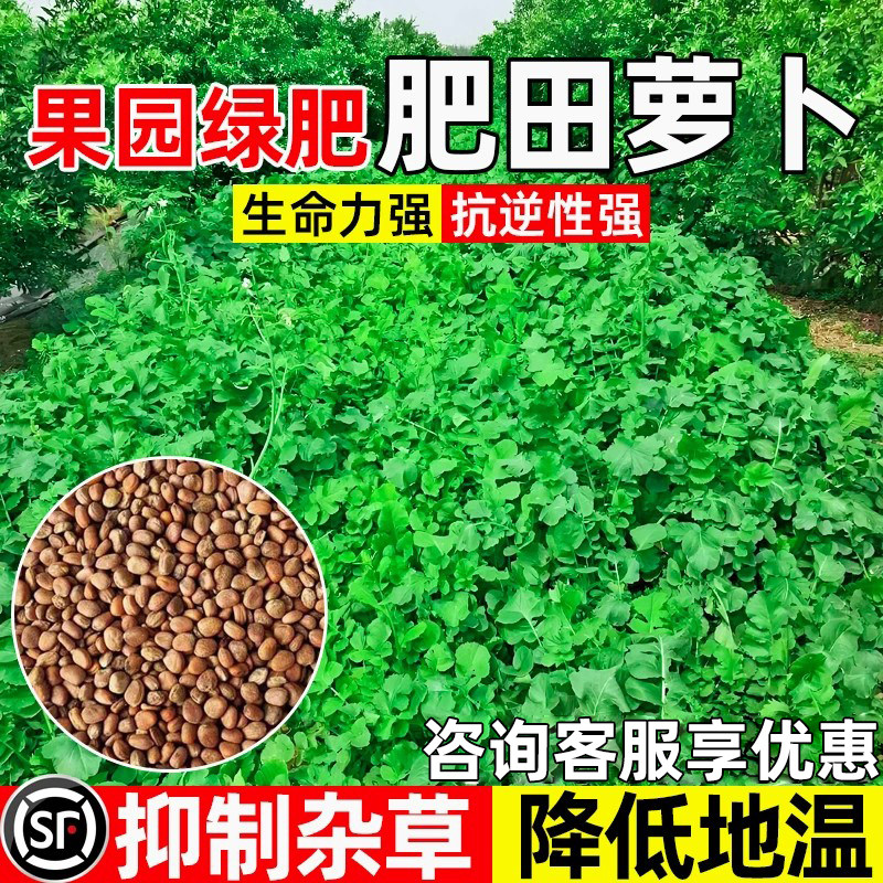 肥田萝卜天然果园绿肥抑制杂草
