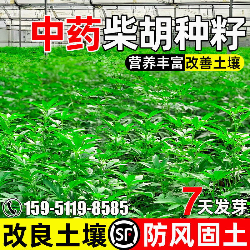 柴胡药材种籽防风固沙生态修复