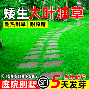 大叶油草种子矮生四季常青庭院别墅耐踩绿化草籽耐热耐旱草坪种籽