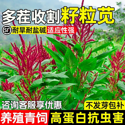 美国籽粒苋种子养殖青饲多茬收割