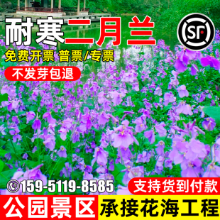 二月兰花籽四季播种耐阴耐寒花种子公园景区花海工程多年生花种籽