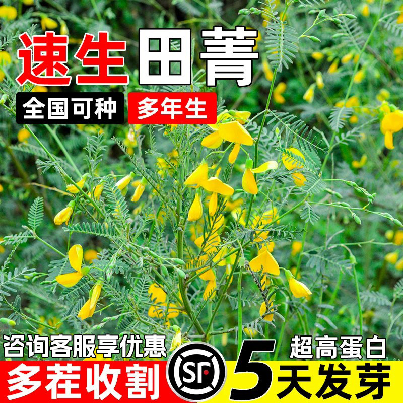 田箐种子土壤改良耐涝耐旱多年生