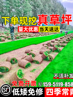 真草皮草坪带泥土地毯草果岭草别墅庭院花园百慕大绿化马尼拉草坪