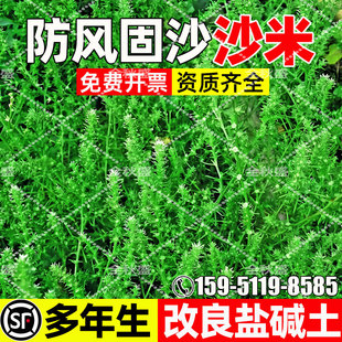 沙米种子多年生防风固沙草籽改良土壤耐旱耐贫瘠沙漠植被绿化草籽
