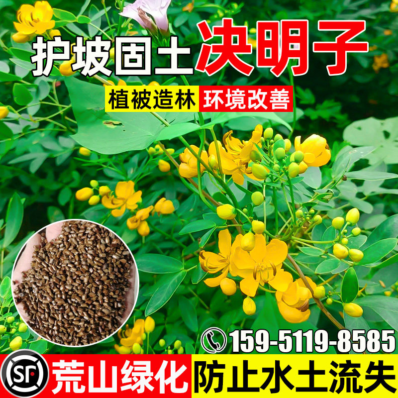 决明子护坡固土荒山绿化环境改善