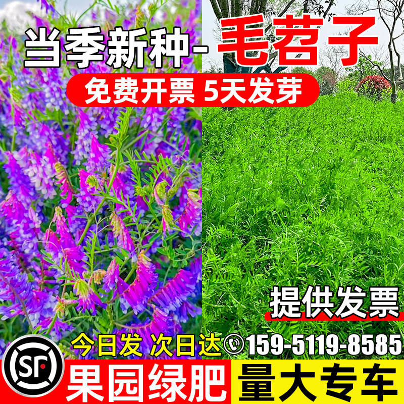 绿肥种子紫花苕子绿肥种子牧草籽