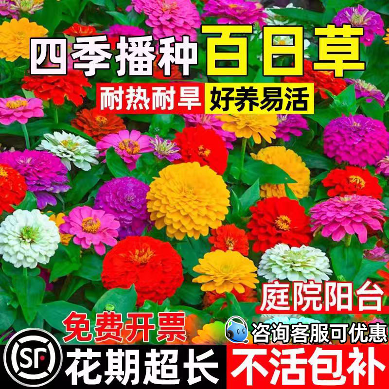百日草花种子四季播种花籽庭院阳台楼顶花园耐热耐旱步步高花种籽