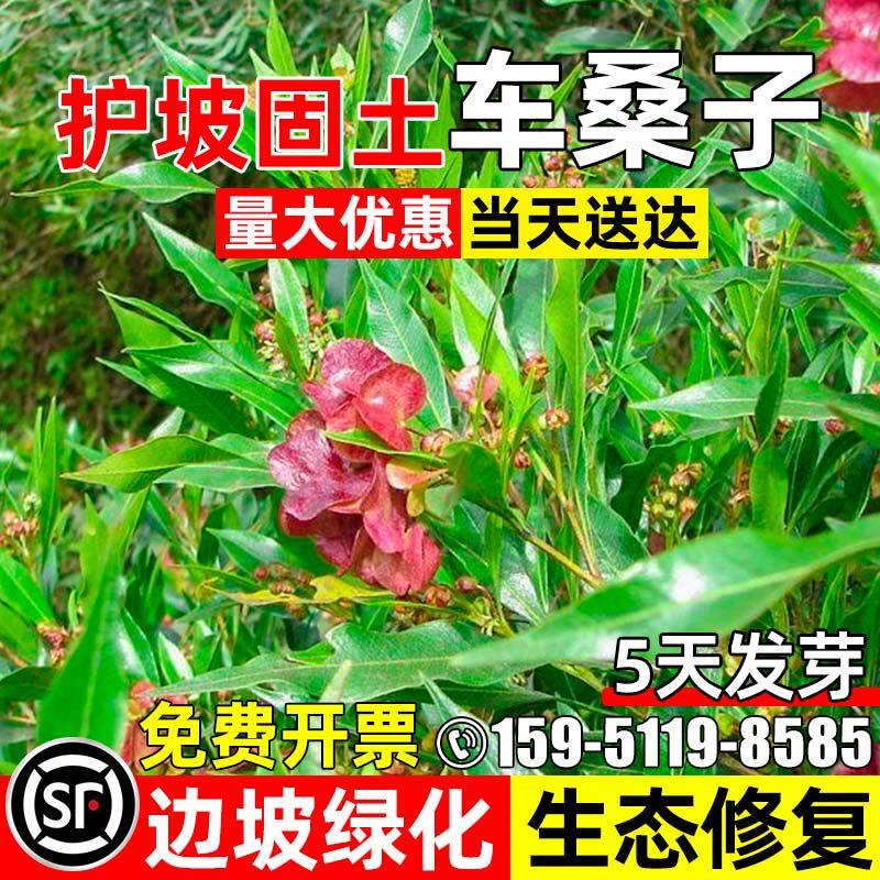 车桑子种籽多年生护坡固土灌木草籽荒山边坡复绿生态修复绿化种子