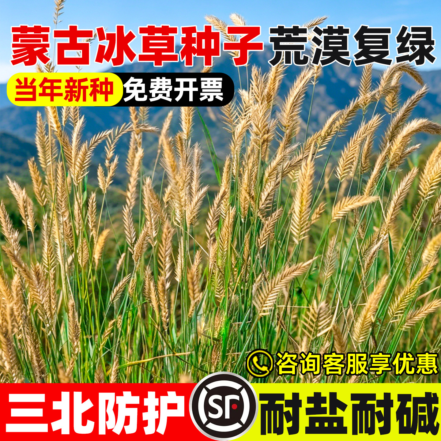 蒙古冰草种子荒漠复绿披碱草种籽
