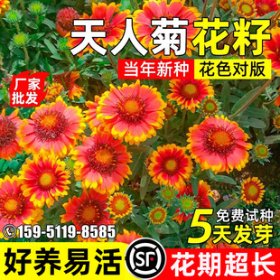 大花天人菊花籽四季播种花卉种籽庭院别墅耐寒耐旱野花组合花种籽