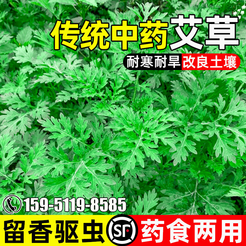 艾草传统中药药食两用留香驱虫