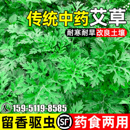 艾草传统中药药食两用留香驱虫