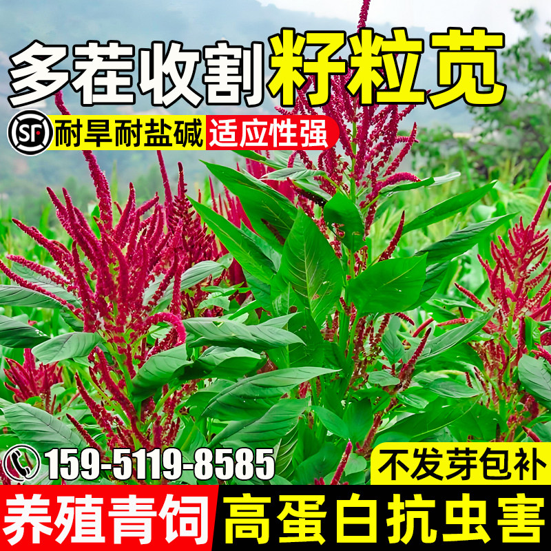 美国籽粒苋种子养殖青饲多茬收割