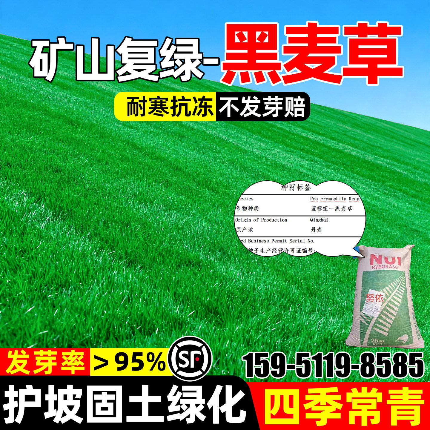 进口黑麦草四季常青护坡固土绿化