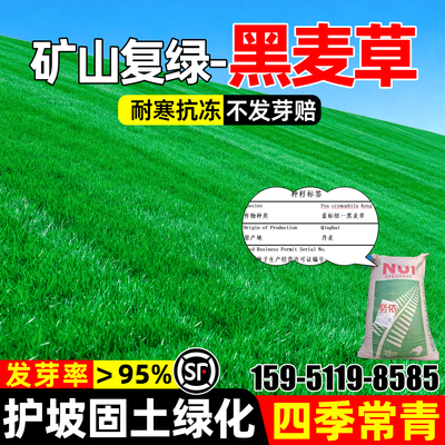 进口黑麦草四季常青护坡固土绿化