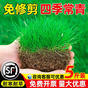 草坪草籽四季常青护坡狗牙根马尼拉矮生庭院地毯草绿化黑麦草种子