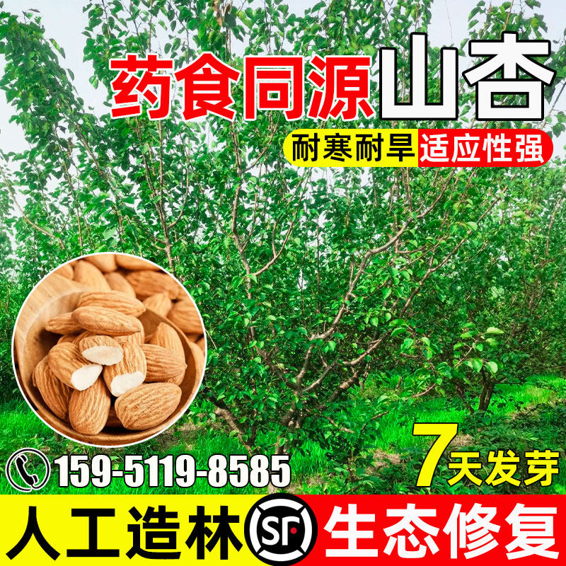山杏树种子耐寒耐旱灌木种籽人工造林荒山绿化生态修复杏树杏核仁