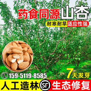 山杏树种子耐寒耐旱灌木种籽人工造林荒山绿化生态修复杏树杏核仁