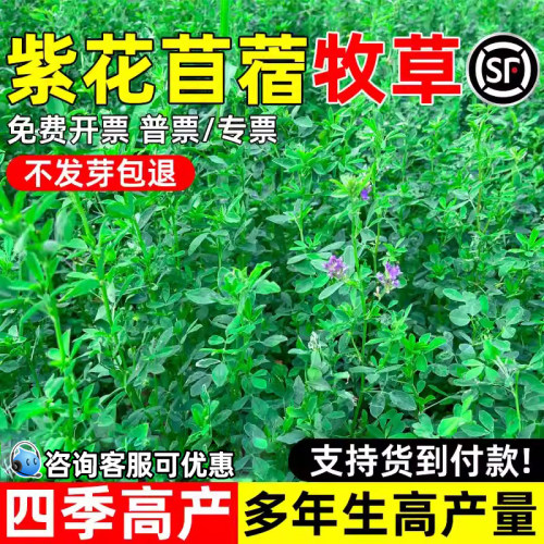 紫花苜蓿多年生畜牧养殖高产牧草