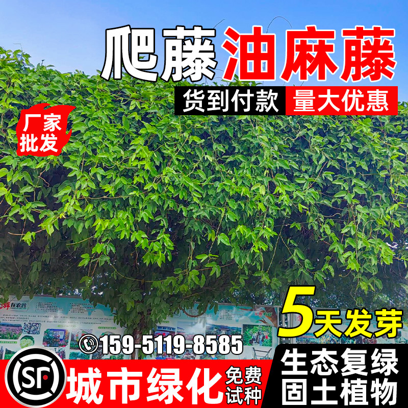 油麻藤种子护坡固土草籽城市绿化边坡复绿生态修复多年生爬藤植物