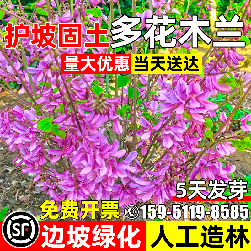 多花木兰种子多年生护坡固土灌木草籽边坡工程绿化人工造林草种籽