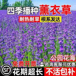 薰衣草花种子四季播种花籽公园花海园林景观耐热耐旱野花组合种籽
