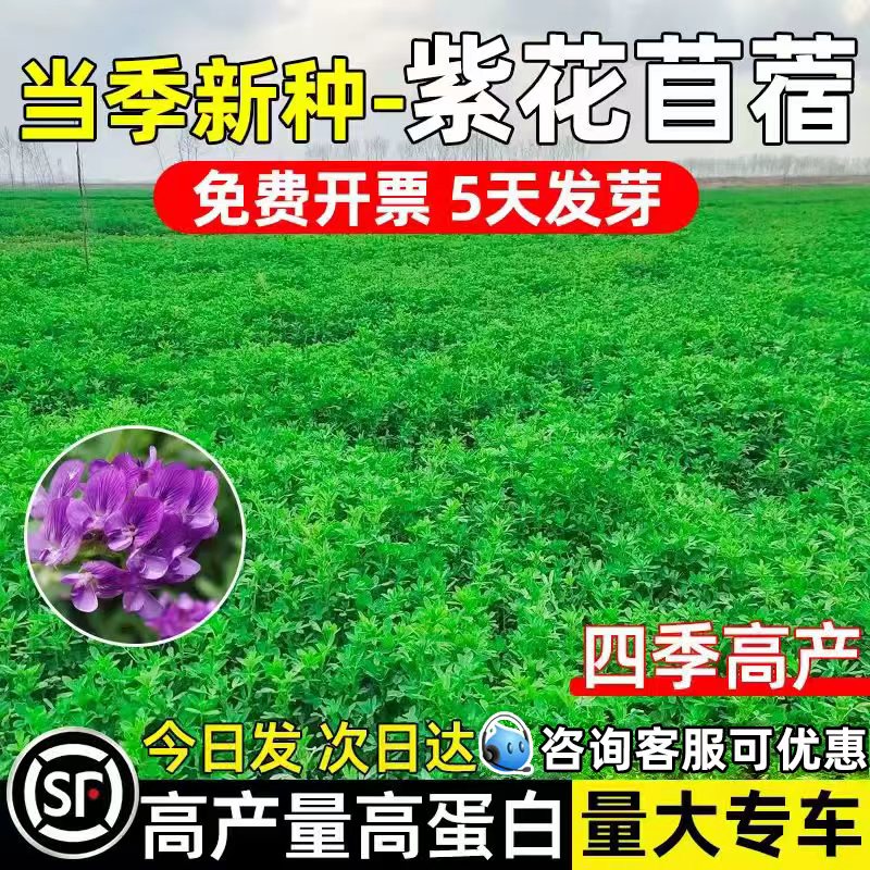 紫花苜蓿大叶牧草多年生牧草鱼草