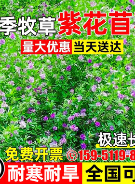 紫花苜蓿种子四季高产多年生草籽耐寒耐旱饲用绿肥耐贫瘠牧草种籽