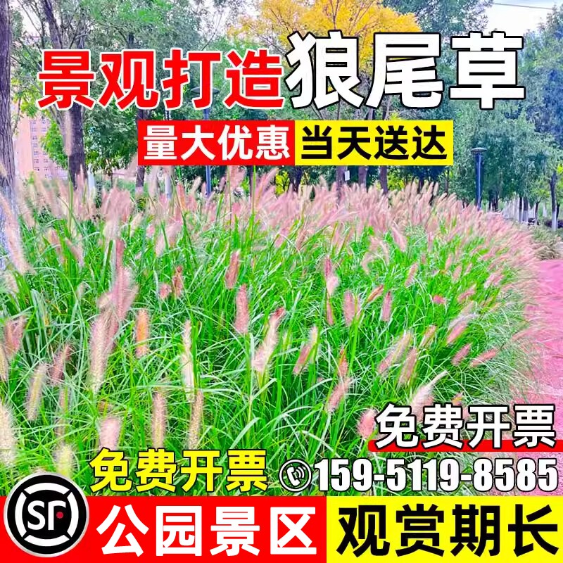 紫穗狼尾草耐旱公园花海美化景观
