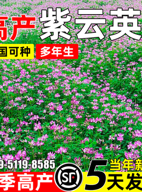 紫云英种子四季高产红花草多茬收割多年生果园绿肥高营养牧草种籽