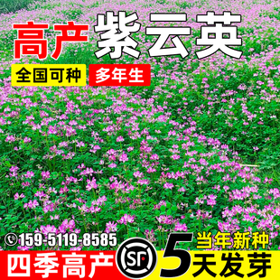 紫云英种子四季高产红花草多茬收割多年生果园绿肥高营养牧草种籽