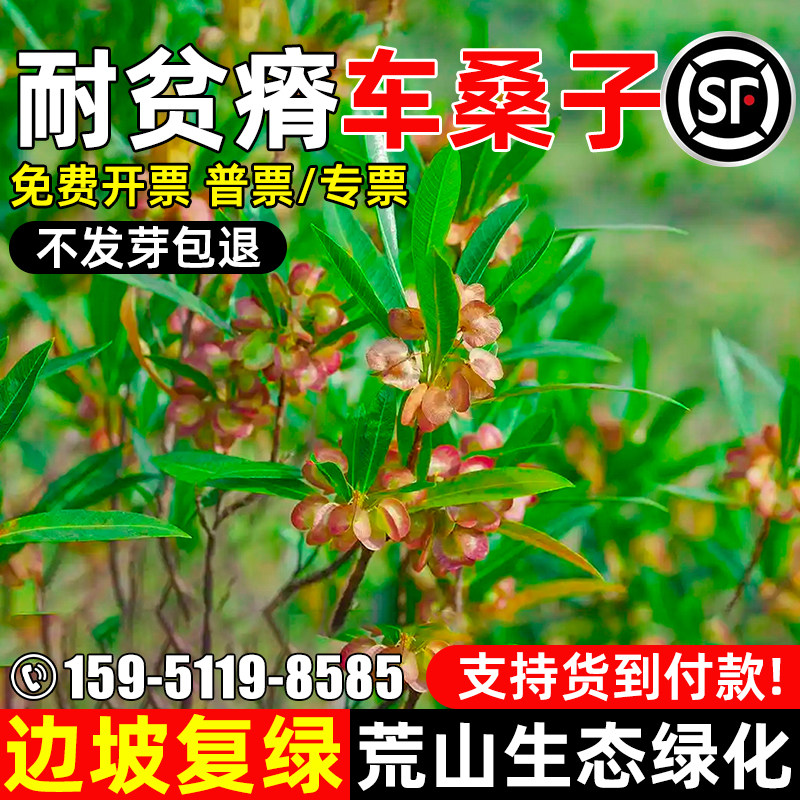 车桑子种子耐贫瘠护坡固土草籽工程绿化边坡复绿荒山生态修复种籽