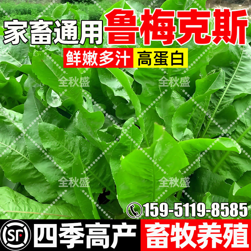 鲁梅克斯鲜嫩多汁畜牧养殖多年生