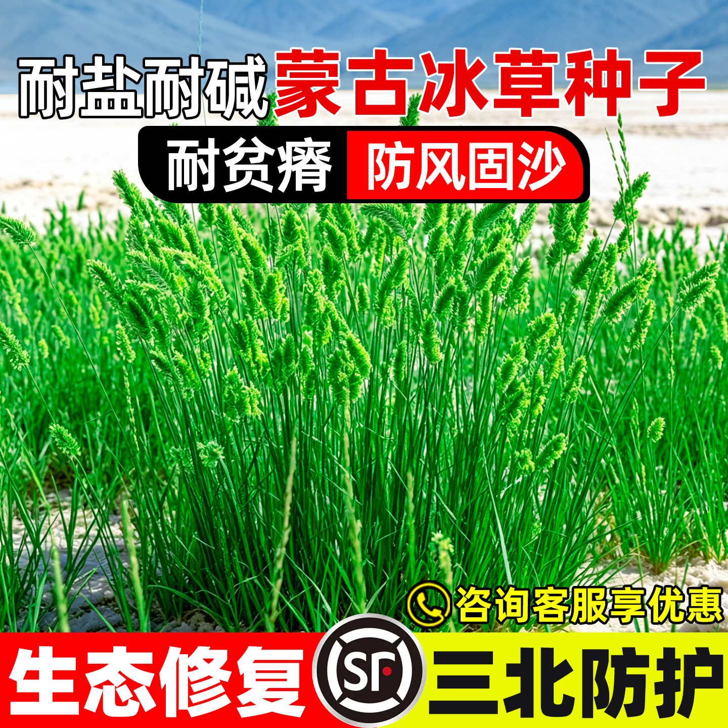 蒙古冰草种子防风固沙绿化冰草籽