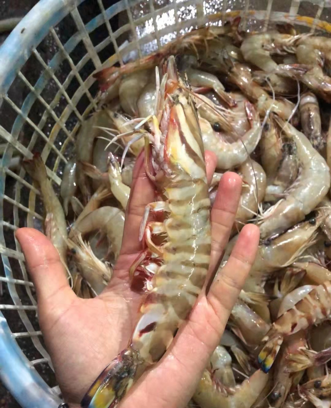 北海野生竹节虾鲜活海鲜水产超大基围虾速冻海虾九节虾斑节虾对虾