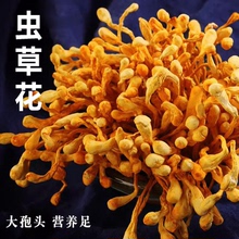 虫草花干货官方旗舰店商用汤料包干正品 炖鸡汤菌菇乌鸡汤特级野生