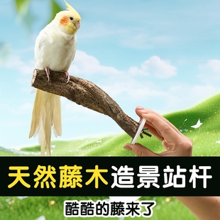 鹦鹉啃咬树枝站杆天然树藤造景鸟笼装饰站棍木小太阳秋千栖息棒
