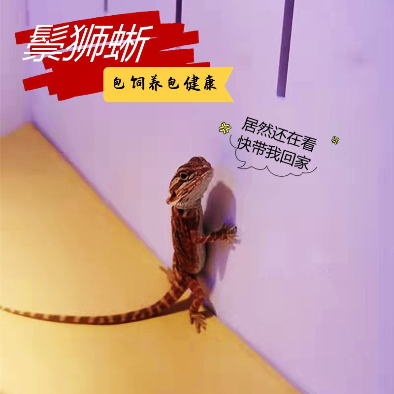 鬃狮蜥蜴幼体活体宠物入门级爬宠苗子柑橘红系超白不咬人包活温顺